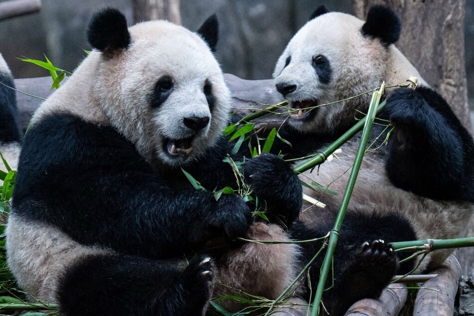 China is due to send two giant pandas to the Washington National Zoo before the end of the year.