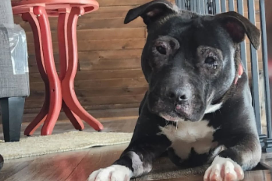 Aus verwahrlostem Haus gerettet: Hund muss wieder lernen, "wie ein Hund zu sein"