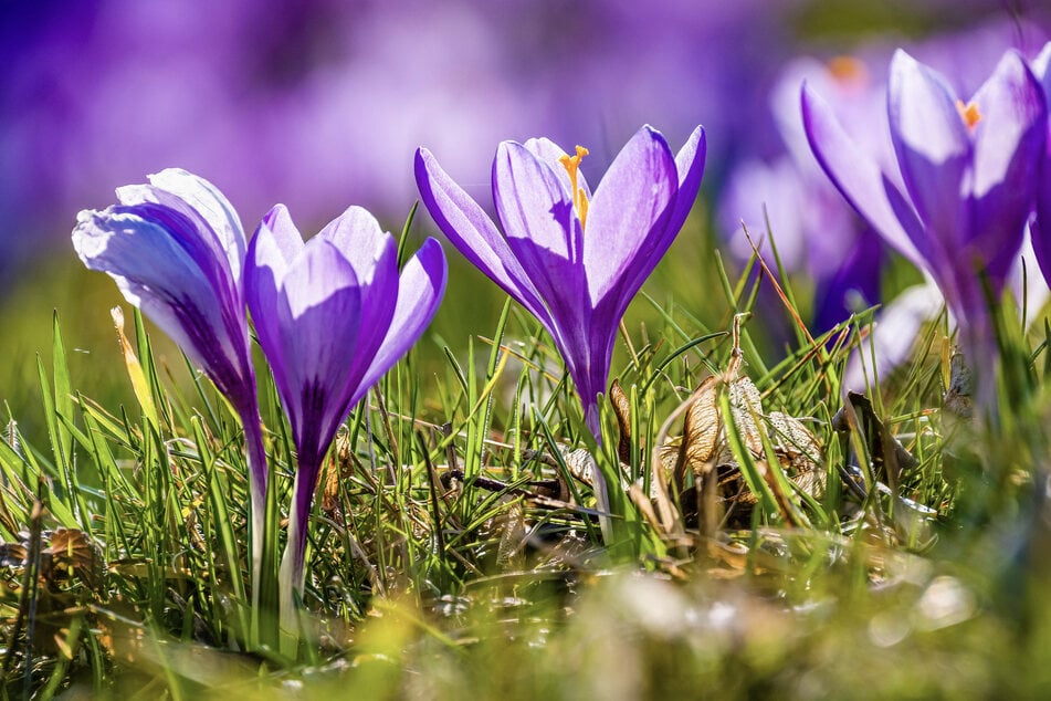 Zwischen Anfang März und Ende April wird die Gemeinde Drebach im Erzgebirge für einige Wochen zu einem beliebten Ziel für Krokusliebhaber