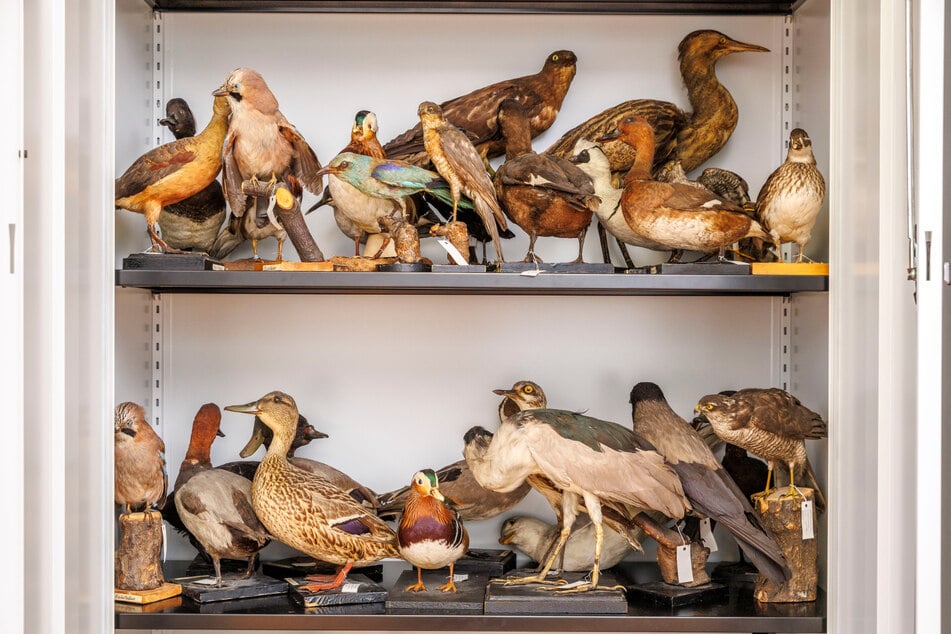 Ein Schrank voller Vögel - teils sind die ausgestopften Tiere 100 Jahre alt.