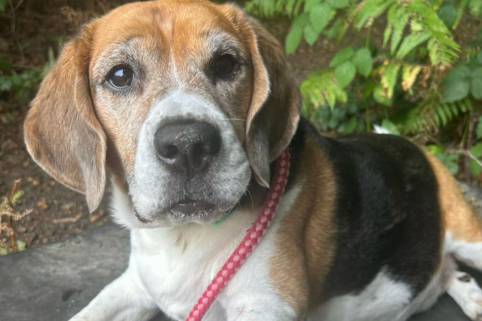 Der arme Hund sitzt seit Jahren im Tierheim fest.