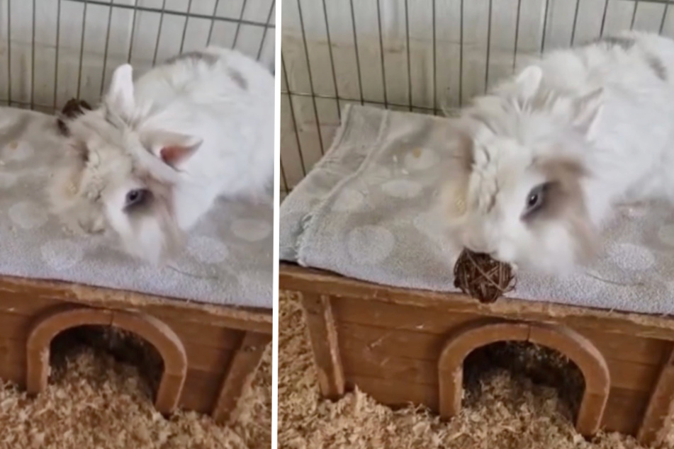 "Qualzucht"-Kaninchen Vincent verliert trotz Krankheiten an einer Sache nicht den Spaß