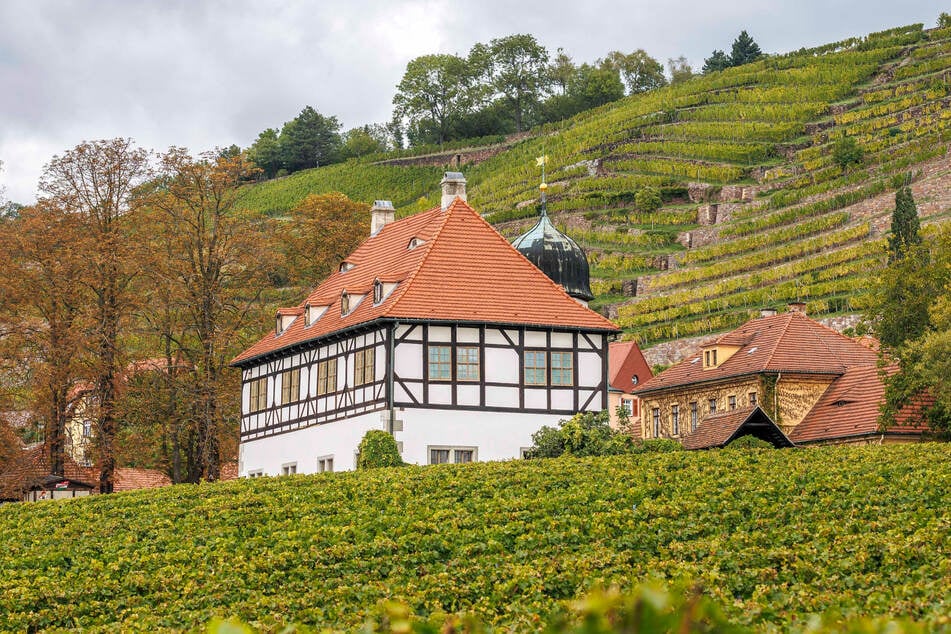 Lust auf Wein, Musik und gute Stimmung?