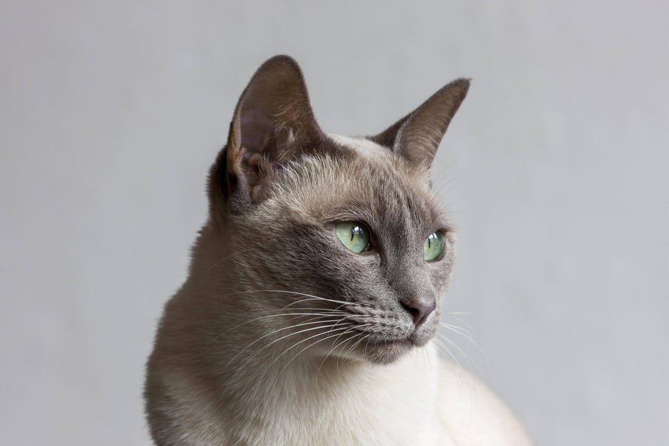 Burmese cats are beautiful creatures, full of personality, but not full of allergy-triggering proteins!