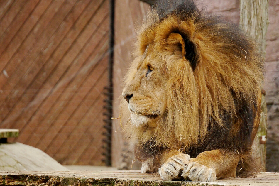 Lion kills six-year-old during zoo visit