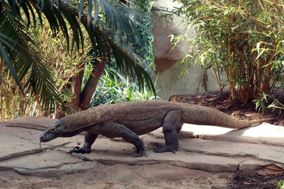 Zwei dieser bis zu drei Meter langen Komodowarane leben im Zoo Leipzig.