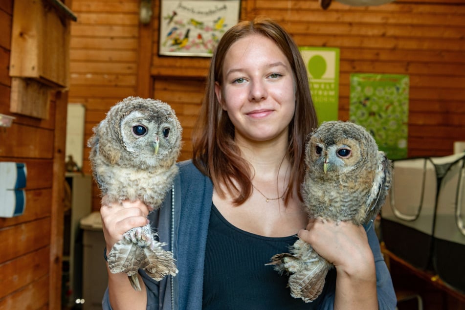 Mitarbeiterin Nele (18) mit zwei jungen Waldkäuzen.