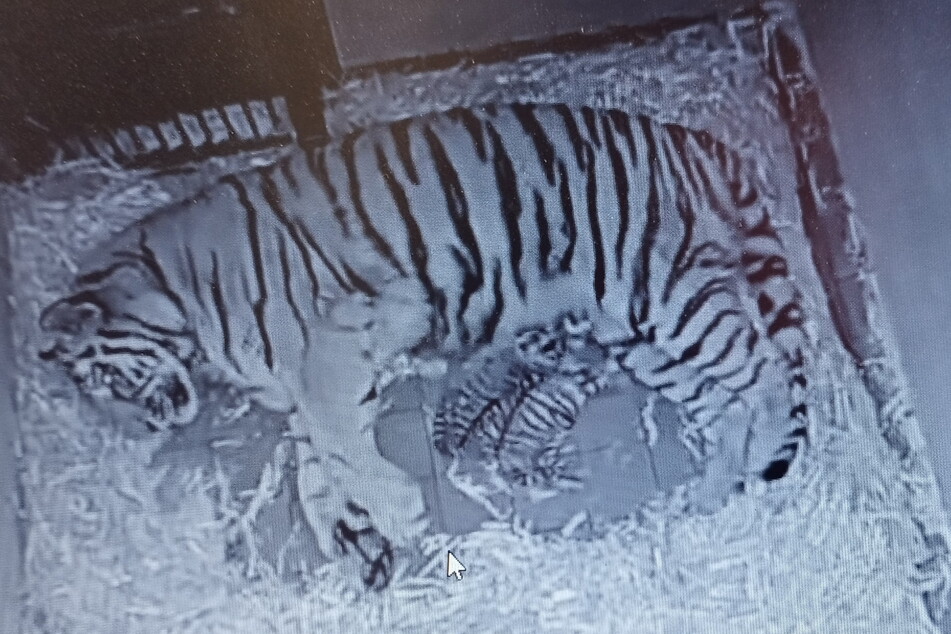 Noch sind die kleinen Tiger mitsamt der Mutter in der Wurfhöhle. Via Webcam beobachten die Pfleger die ersten Tage der jungen Familie.
