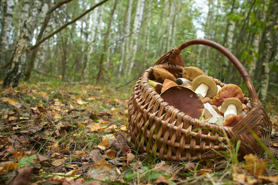Pilzsaison in Thüringer Wäldern: Diese Tipps sollten Sammler beachten