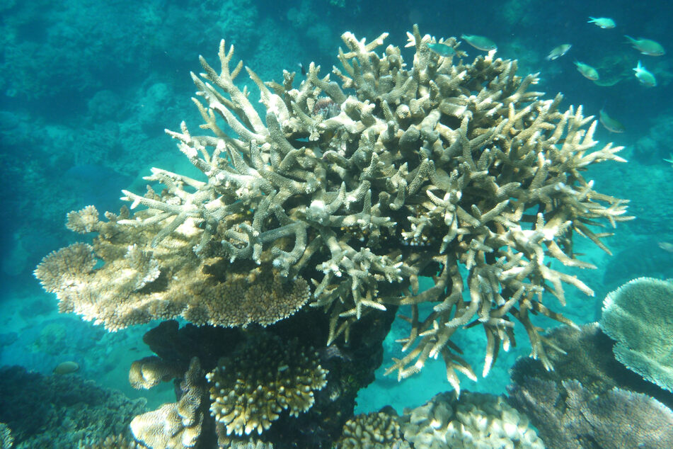 Korallen am Great Barrier Reef, die von der Korallenbleiche betroffen sind, vor der Küste von Cairns (Queensland).