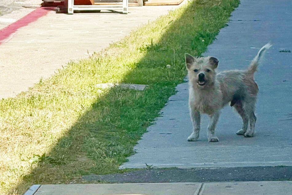 Hund läuft immer wieder zum selben Haus: Der Grund trifft Tierschützerin mitten ins Herz