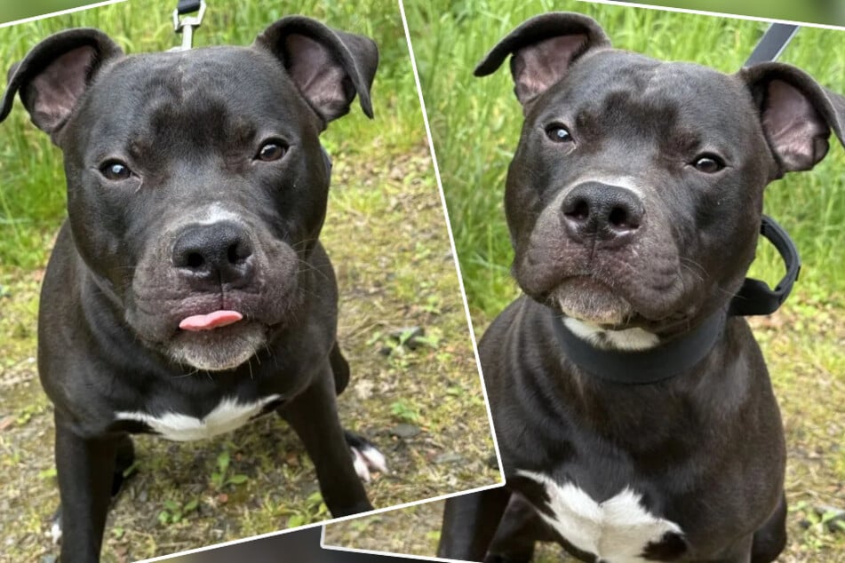 Hund Poppa verwöhnt und geliebt, dann folgt Schicksalsschlag: Wer schenkt diesem Süßen neue Hoffnung?