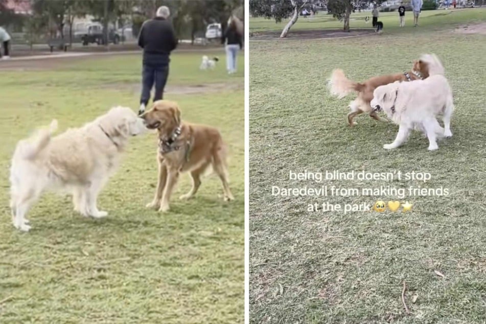 Daredevil the blind dog is always making new friends!