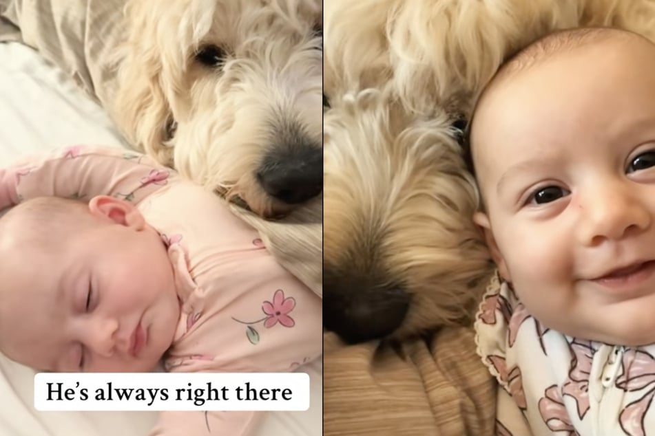 Doodle "Theo" hat in den letzten Monaten eine besondere Bindung zu seiner kleinen Babyschwester aufgebaut.