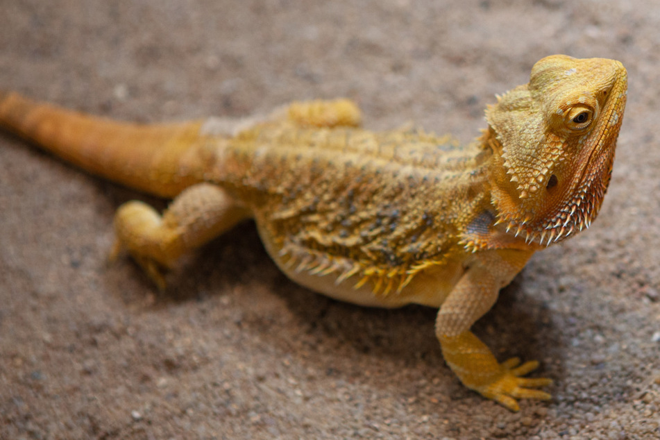 Australian police found more than 250 lizards as well as other reptiles in a bust of an animal smuggling rung (stock image).