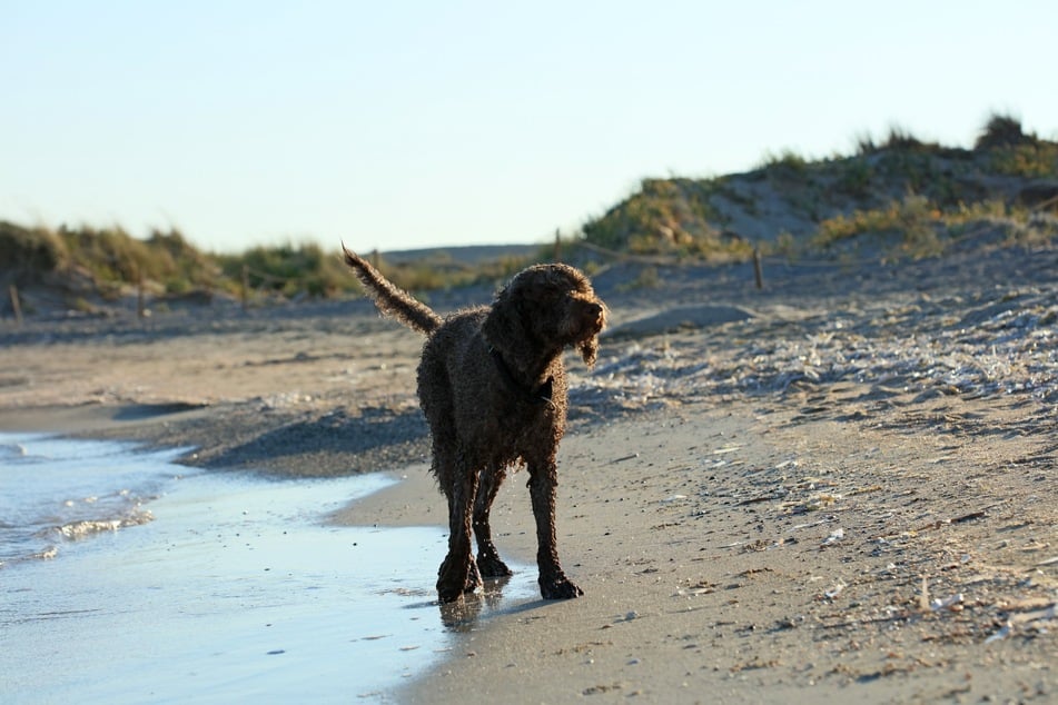 American water spaniels are gorgeous dogs that love to swim.