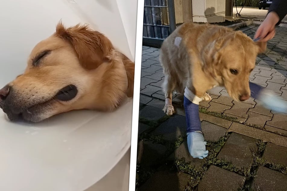 Urlaub wird für Hundebesitzerin zum absoluten Horror: Peanut stürzte zehn Meter in die Tiefe