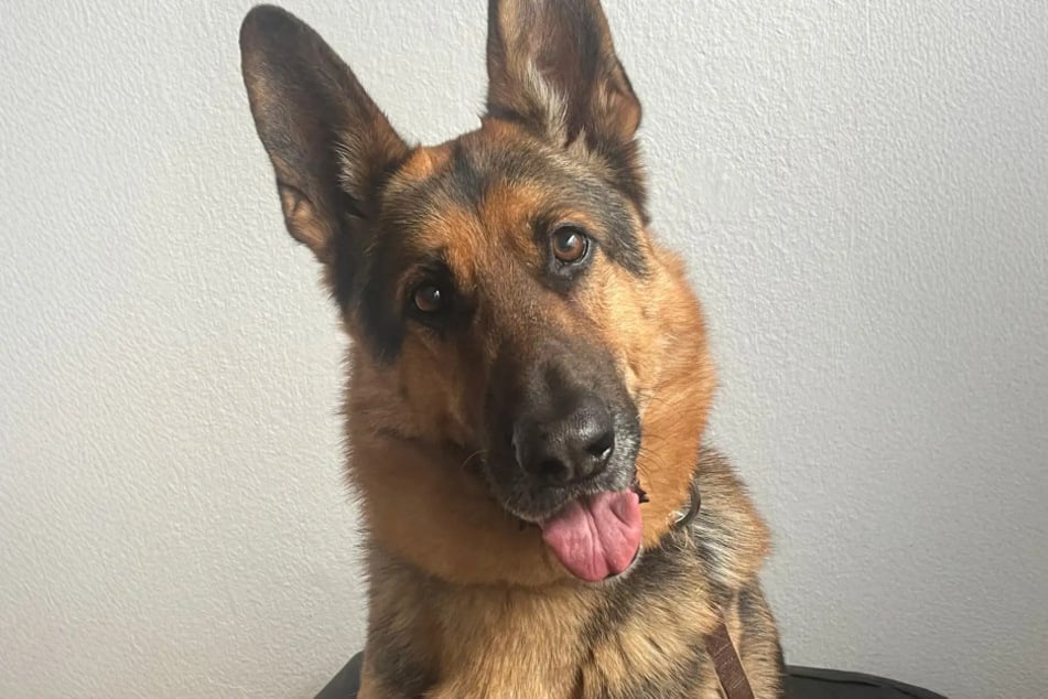 Schäferhund Harry aus dem Hamburger Tierheim ist auf der Suche nach einem echten Zuhause.