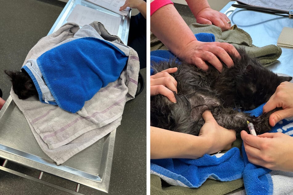 Besen gibt nicht auf, kämpft seit Monaten um sein Leben ...