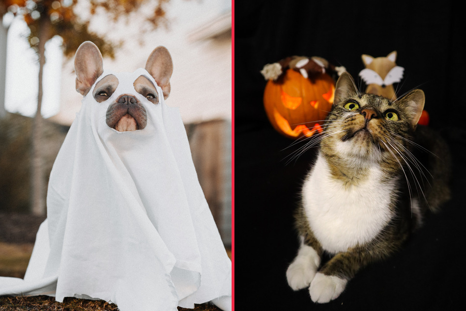 Cats and dogs all face unique risks come Halloween time.