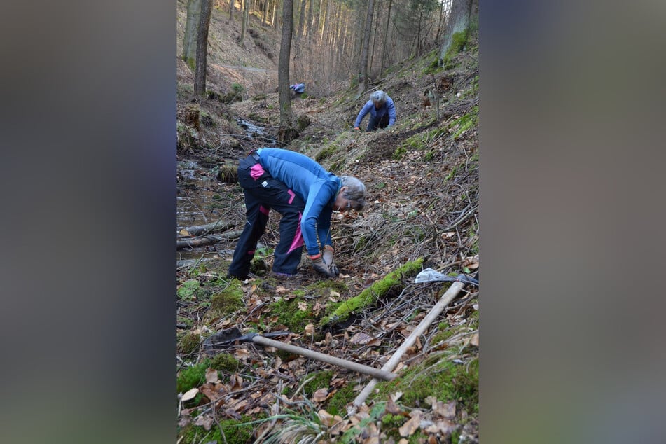 Im Nationalpark Sächsische Schweiz werden fleißig Bäume gepflanzt.