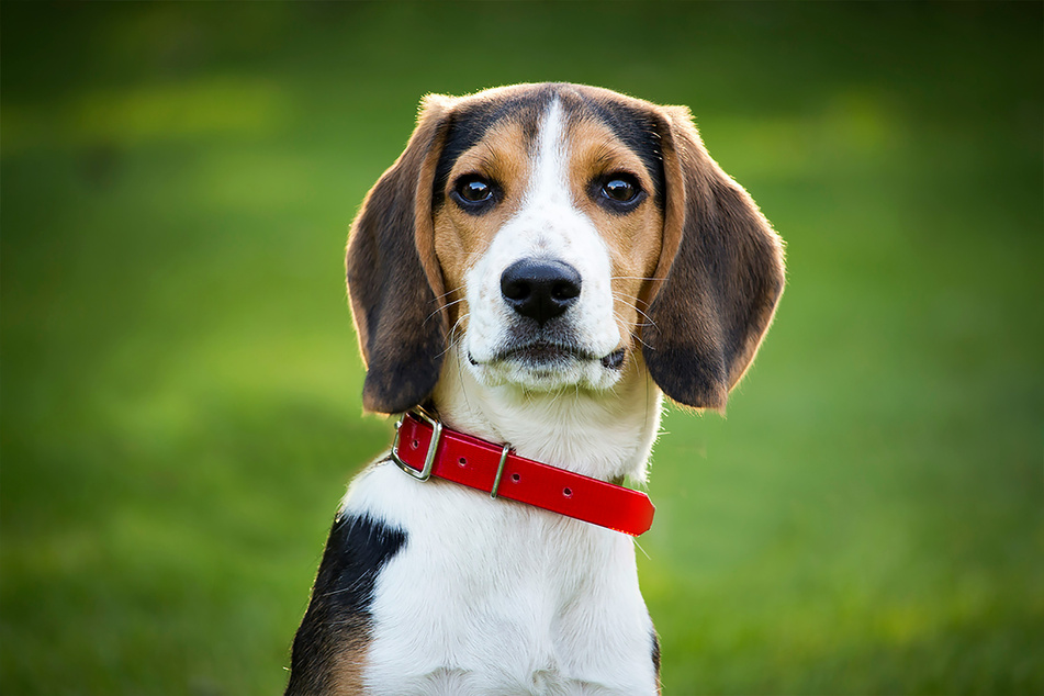 Beagles are fantastic and fun dogs for families with children.