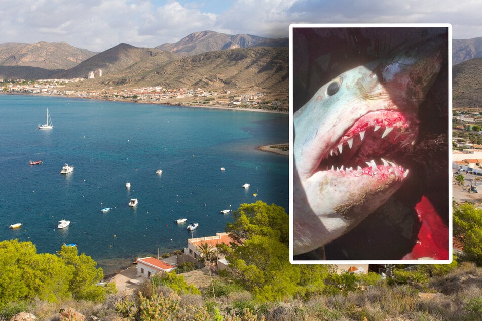 Grusel-Hai an spanischen Badestrand gefunden: Sein riesiges Maul war noch blutverschmiert
