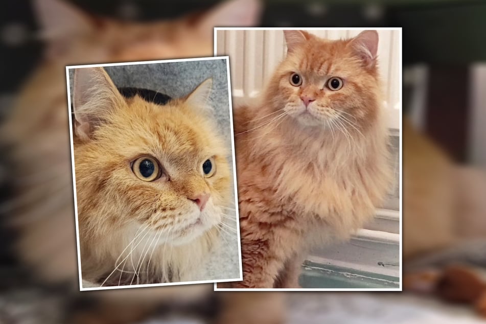 Mit seinen neuen Mitbewohnern kam Kater Oscar (6 Jahre alt) einfach nicht klar.