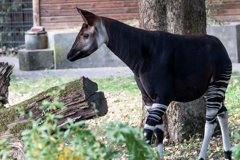 Seit September lebt das Okapi "Qenco" im Kölner Zoo.