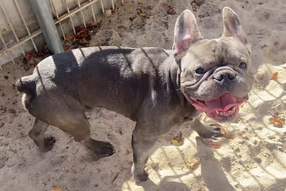 Bulldogge Simba ist am 10. Oktober 2019 geboren und damit sieben Jahre alt.