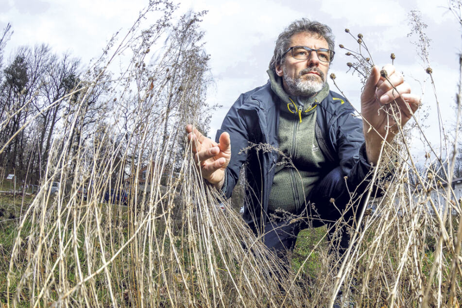 Insektenkundler Matthias Nuß (53) vom Senkenberg Museum für Tierkunde in Dresden.