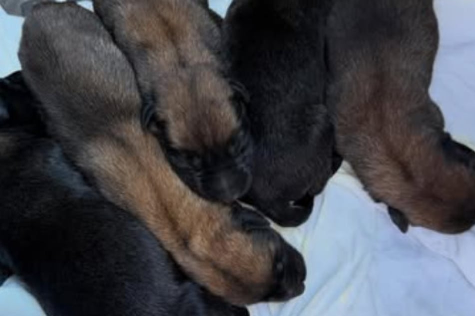 Bohužel ze všech sedmi štěňat přežilo jen pět.