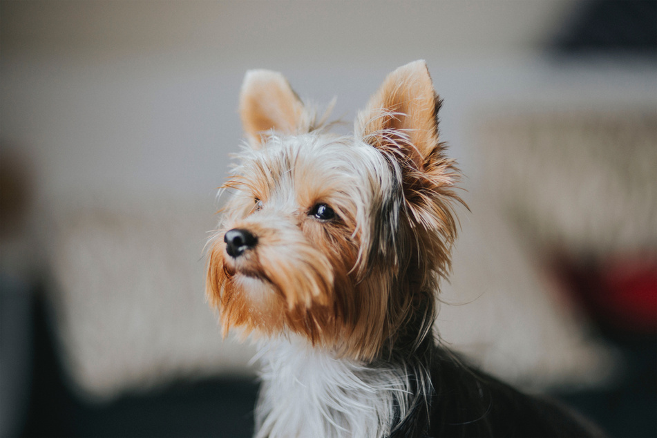 Yorkies are some of the loudest dogs, but if trained right they can be great for beginners.