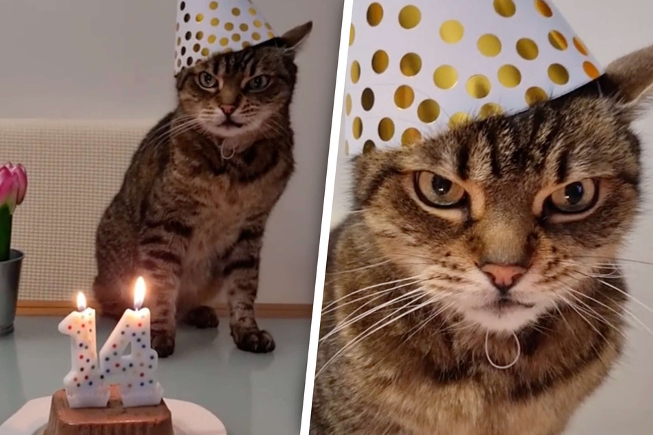 Besitzer überraschen Katze zum Geburtstag, doch der Schuss geht nach hinten los