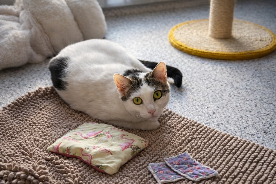 Koty, takie jak Mila, są bardzo wrażliwe na stres i mogą się zdezorientować już przy niewielkich zmianach.