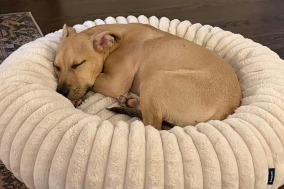 Hündin Sunny fühlt sich bei der Familie Lehman pudelwohl.