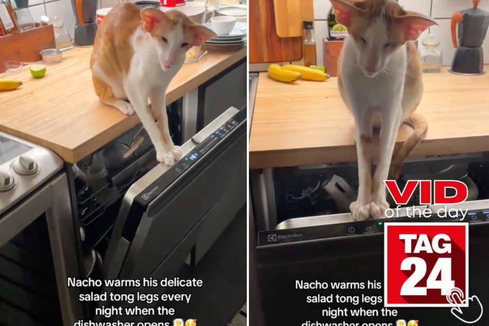 Today's Viral Video of the Day features a cat named Nacho who loves warming his feet up using dishwasher steam!