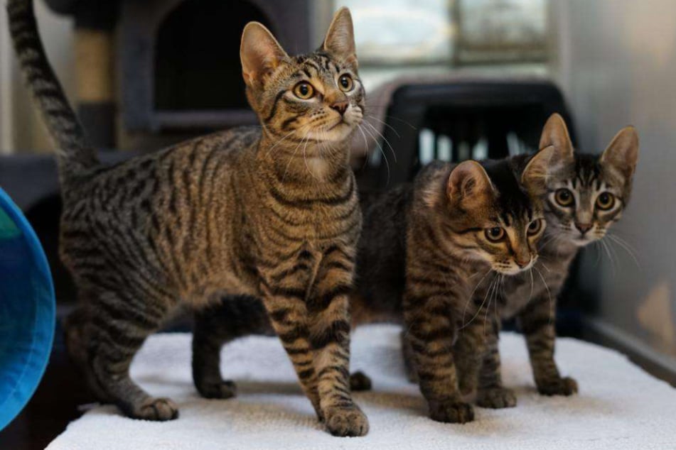 Mogli (l.), Milo und Mio aus dem Hamburger Tierheim suchen ein liebevolles Zuhause.