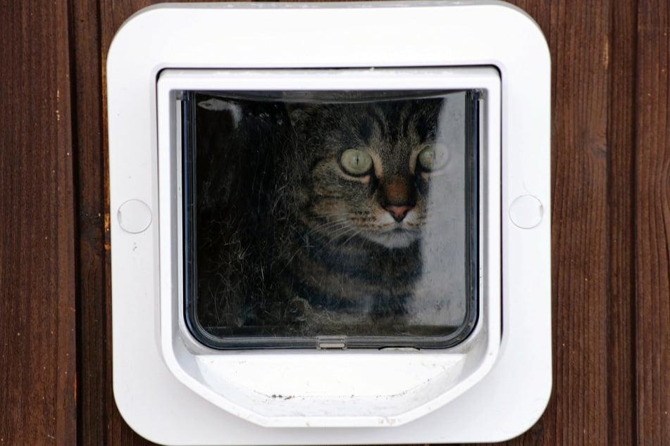 Split si ve svém novém domově rád opět užije volného výběhu. (Symbolický obrázek)