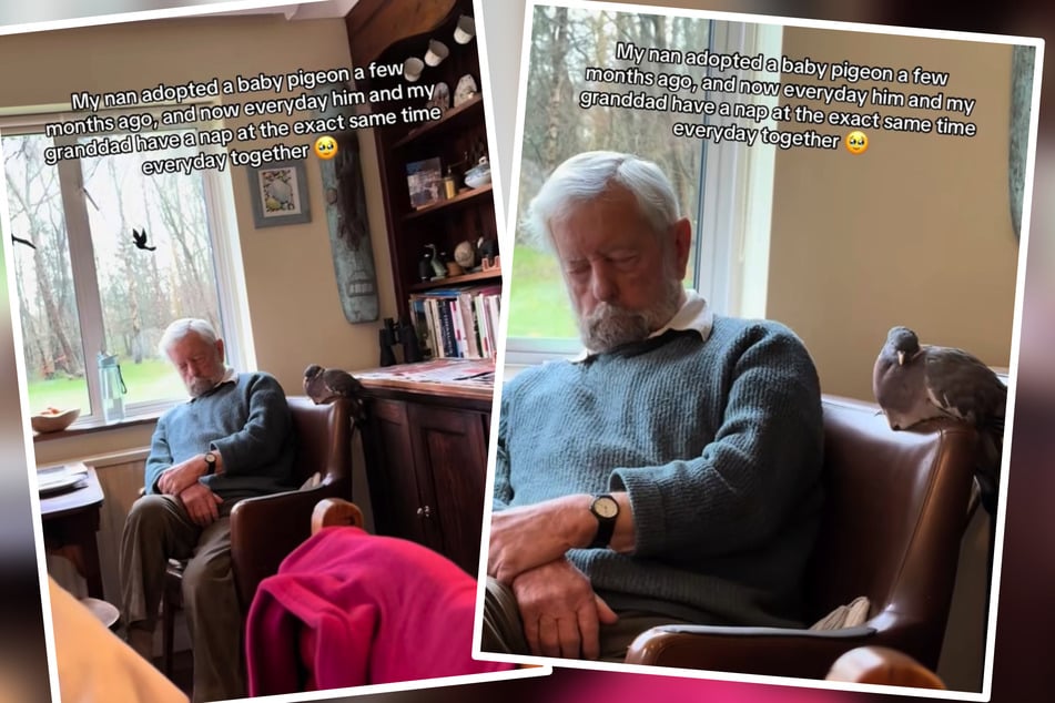 Bill und Taube "Birdie" halten jeden Tag zur selben Zeit am selben Platz ihr gemeinsames Mittagsschläfchen ab.