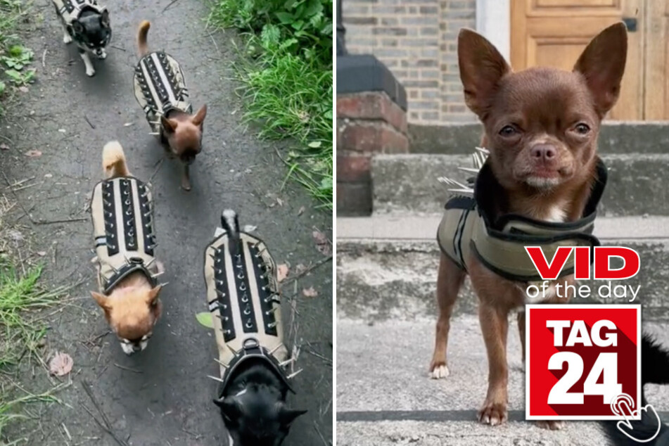 Today's Viral Video of the Day features a pack of chihuahua's that are prepared to tackle bigger predators with their new stylish-looking vests!