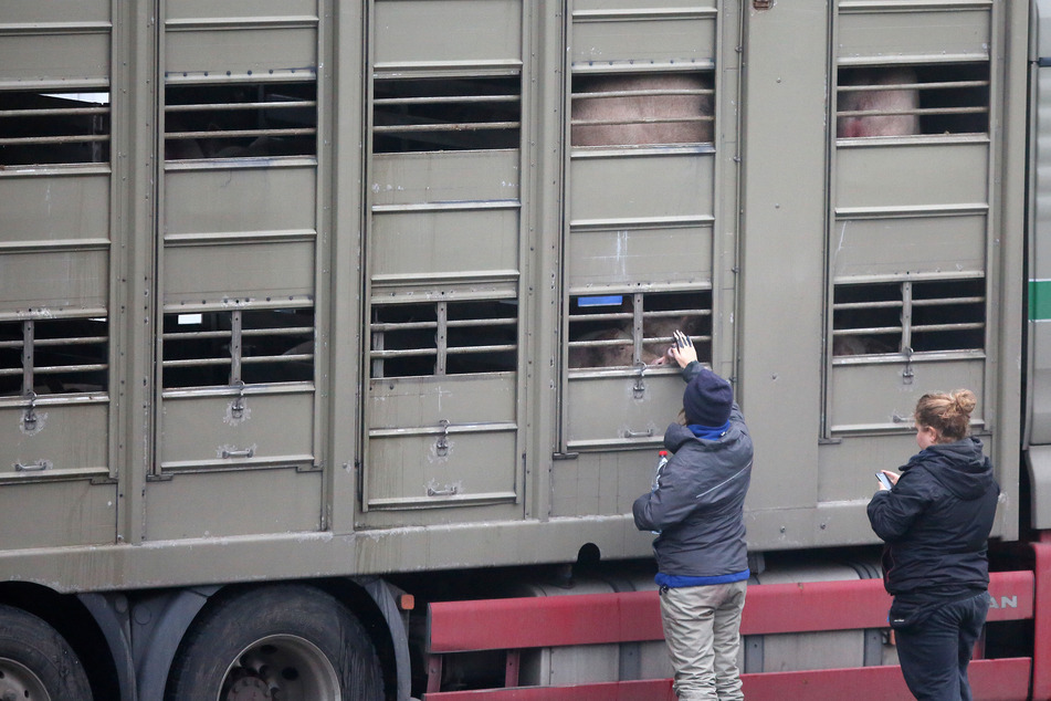 Ein Schweinetransporter steht auf einem Schlachthof in Kellinghusen.