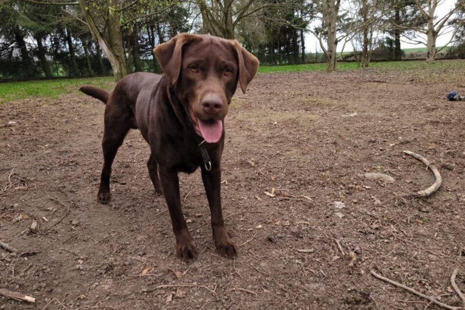Junos vorherige Besitzer waren mit ihm stark überfordert.