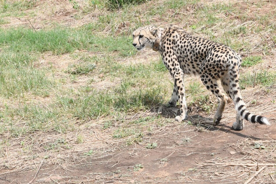Cheetahs make plane trip to India as part of reintroduction scheme