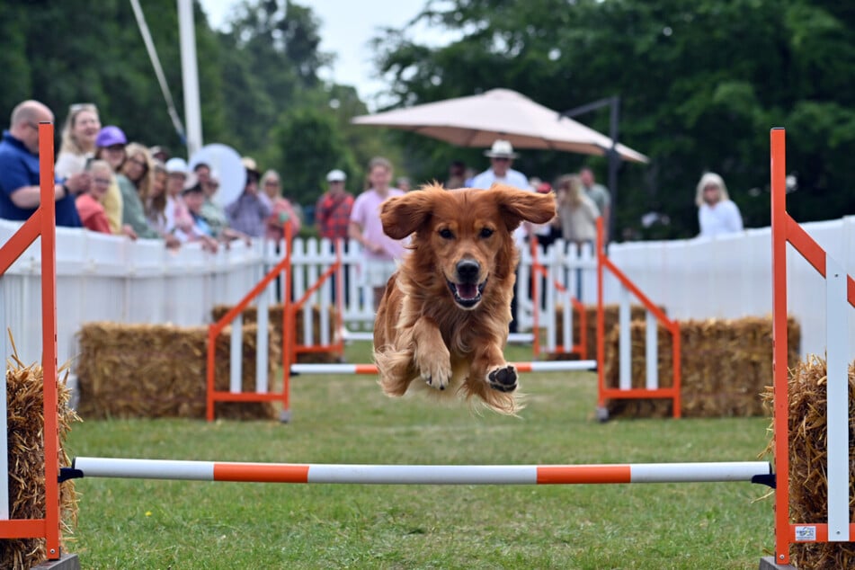 Fast 100 angemeldete Starter gehen in Hoyerswerda mit ihren Hunden ins Rennen.