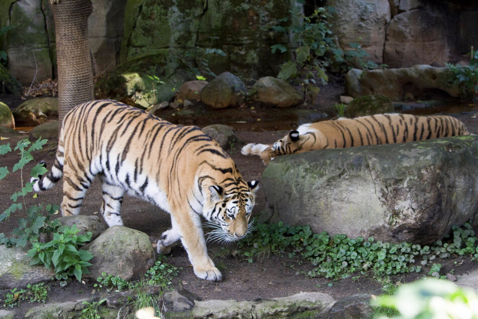 Penis und Knochen der Tiger werden häufig zu medizinischen Zwecken genutzt.