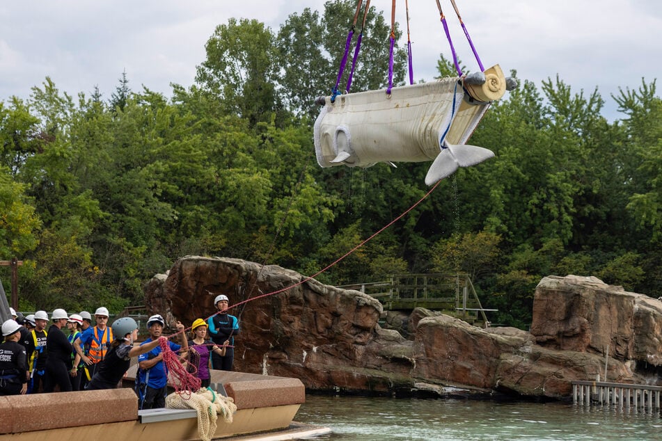 Die Belugas wurden aus dem geschlossenen kanadischen Meerespark Marineland auf Einrichtungen in den USA und Spanien verteilt. (Archivfoto)
