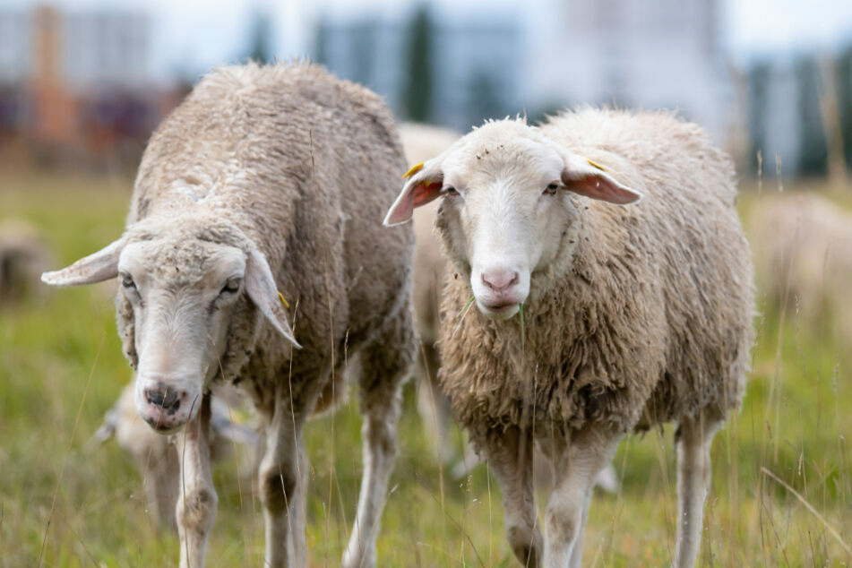 Kofferraum kontrolliert: Drei Schafe starren Polizisten an