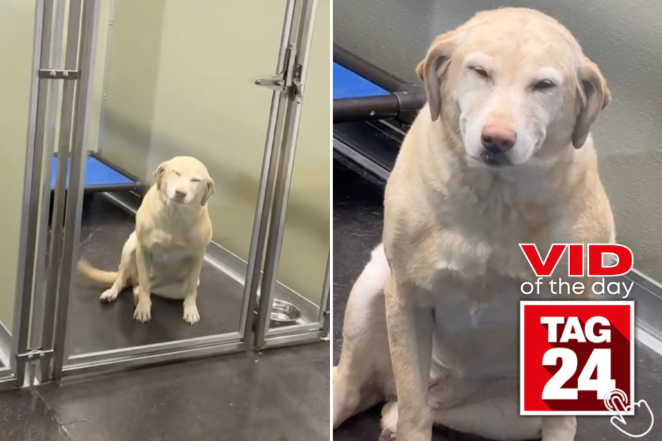 Today's Viral Video of the Day features a dog who can't stop smiling - even when her human parents are away!
