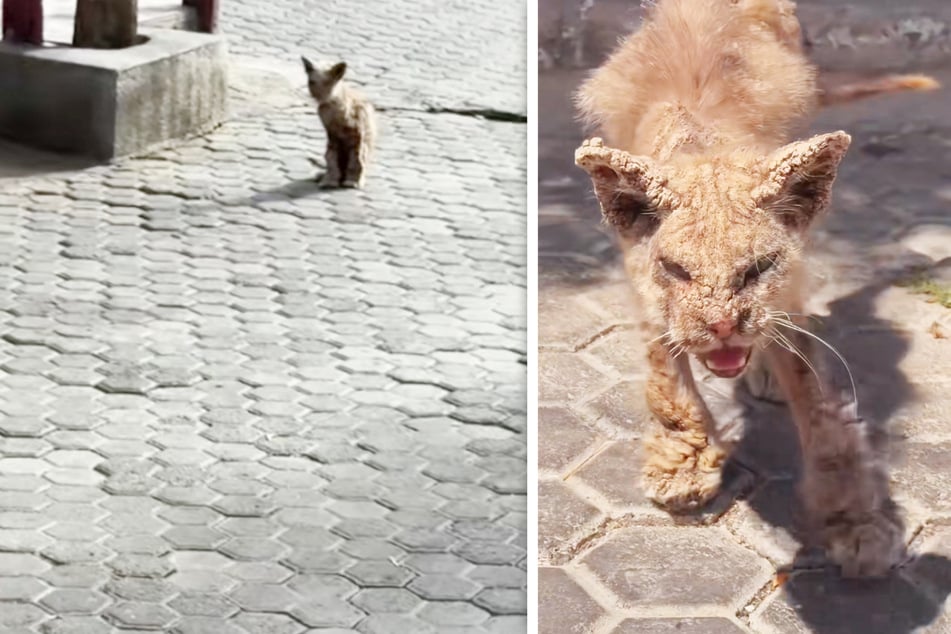 Bei Kater Renatinho war auf den ersten Blick klar, dass es dem Tier sehr schlecht ging.